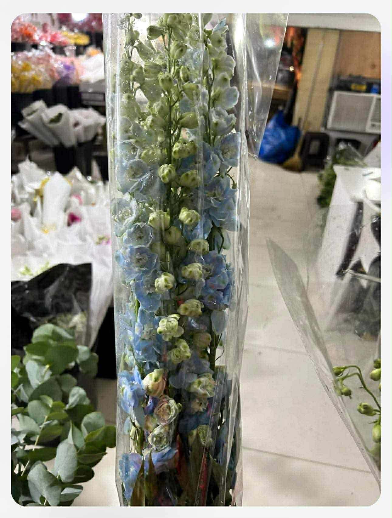 Delphinium - Cyan