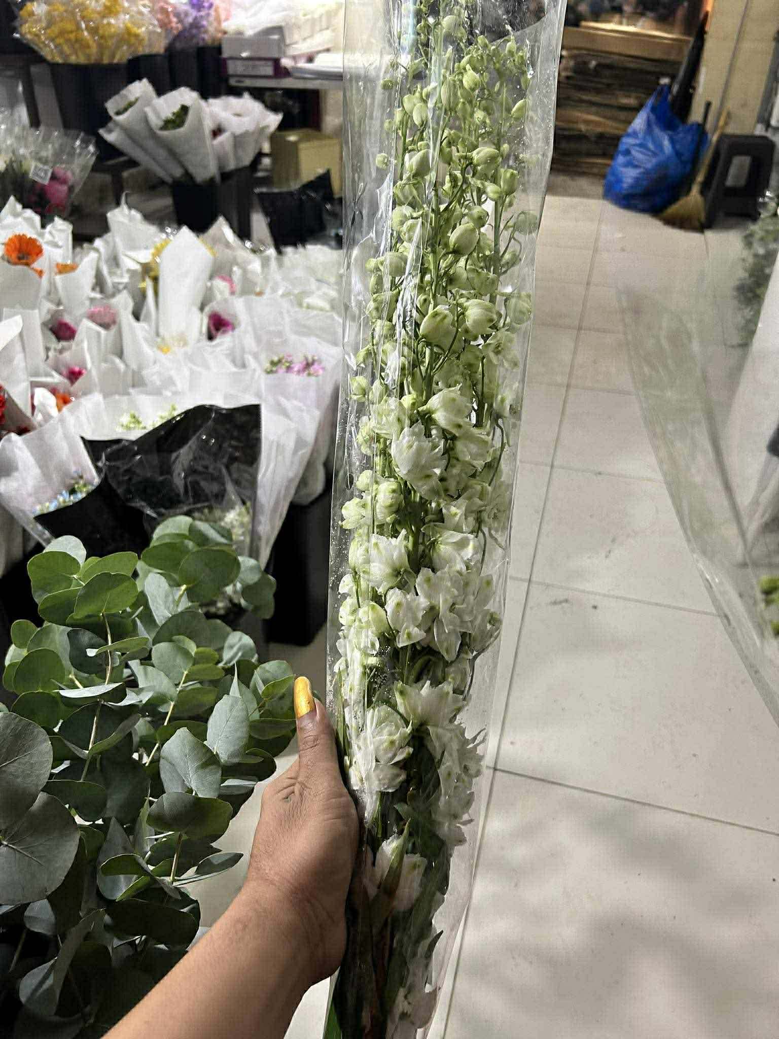 Delphinium - White