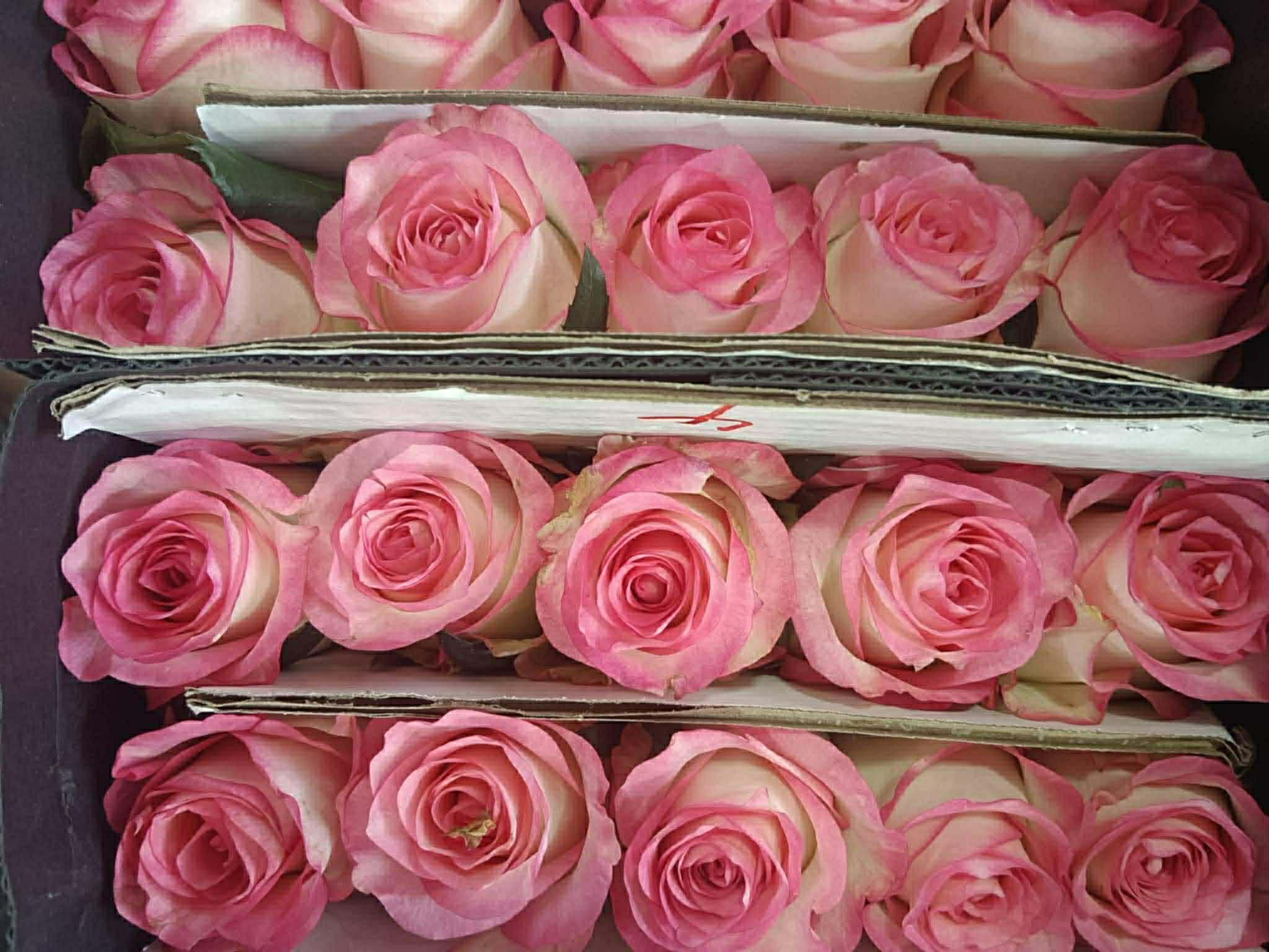 Pink - Rose