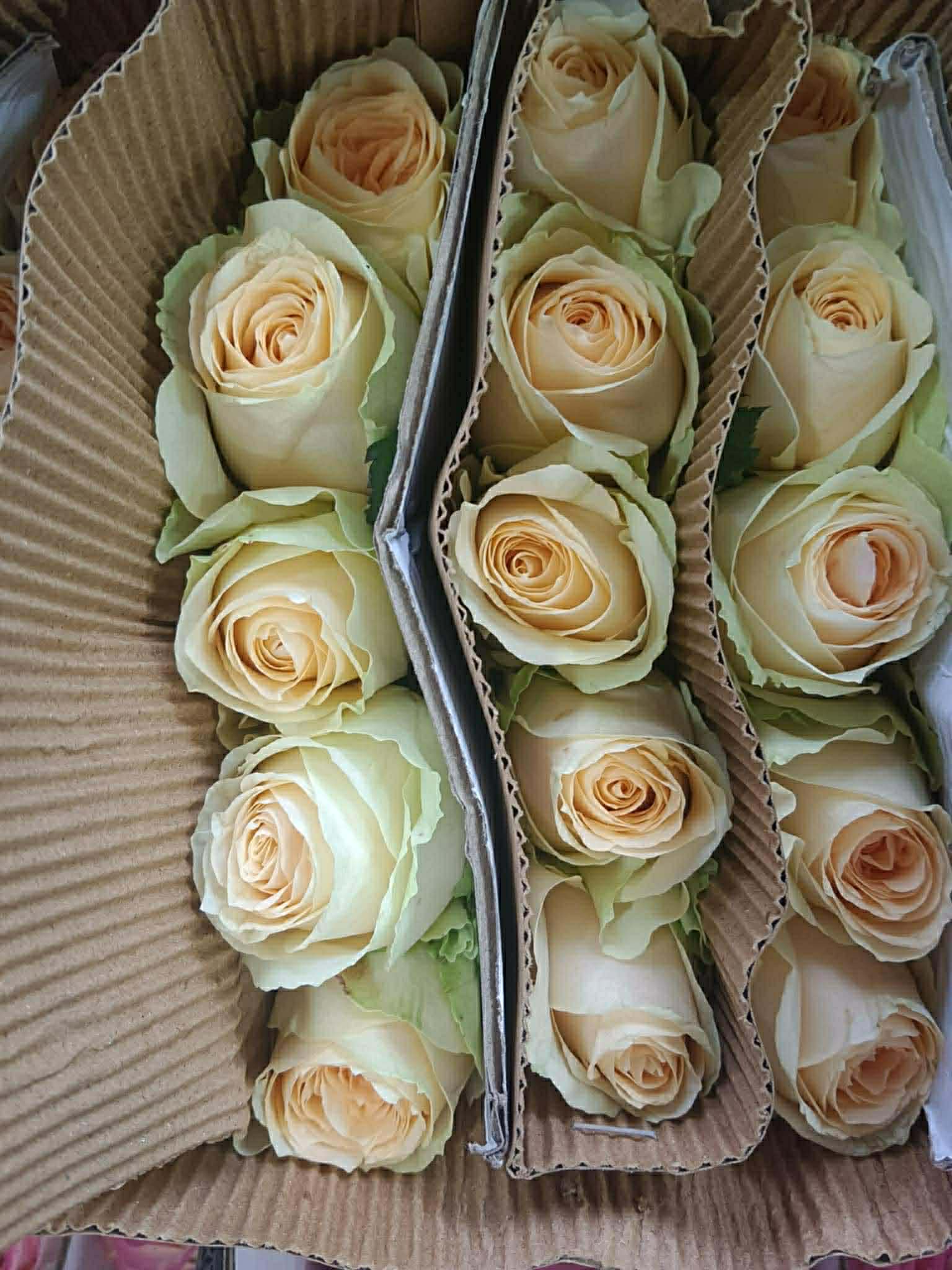 White - Rose