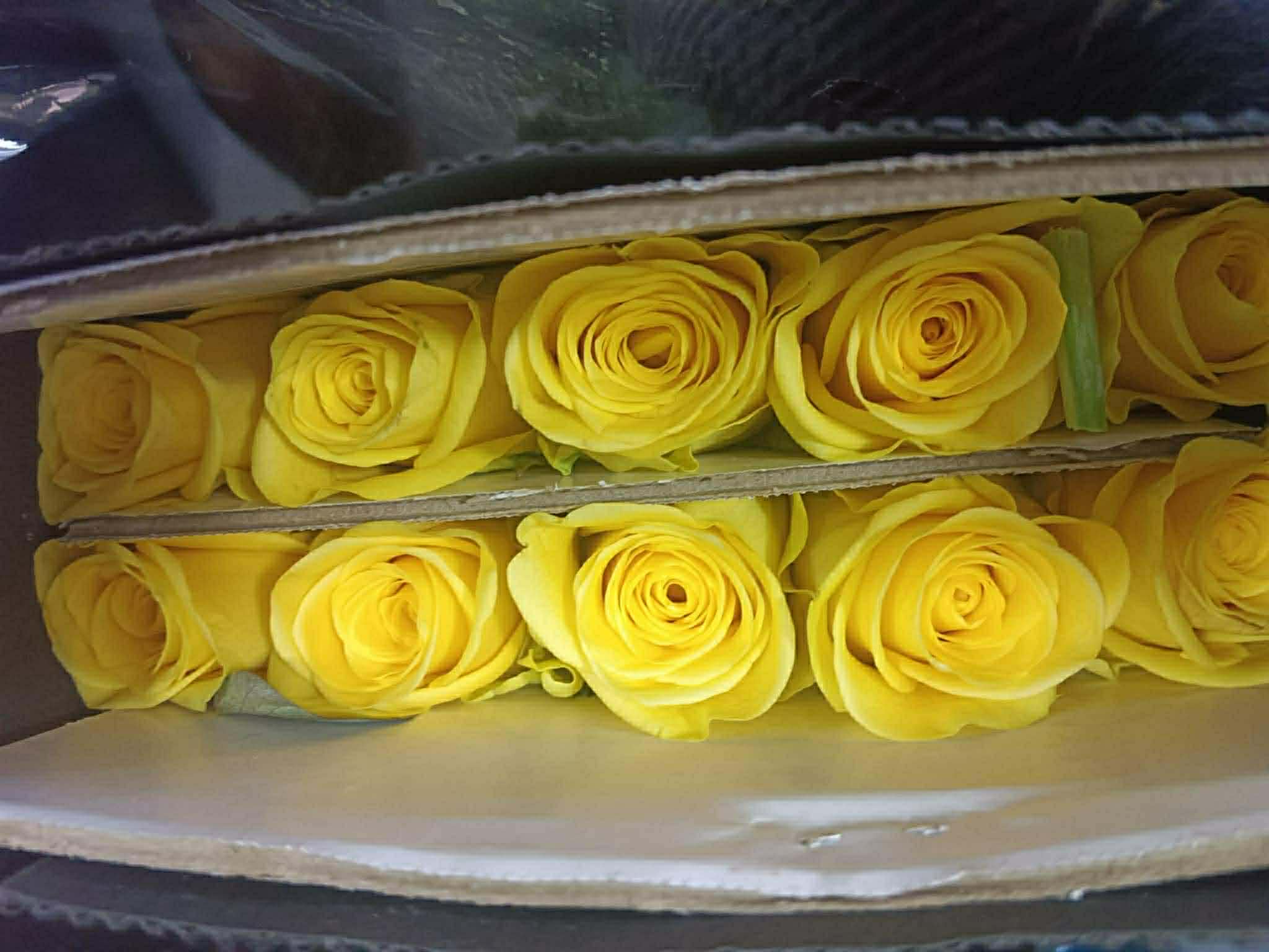Yellow - Rose
