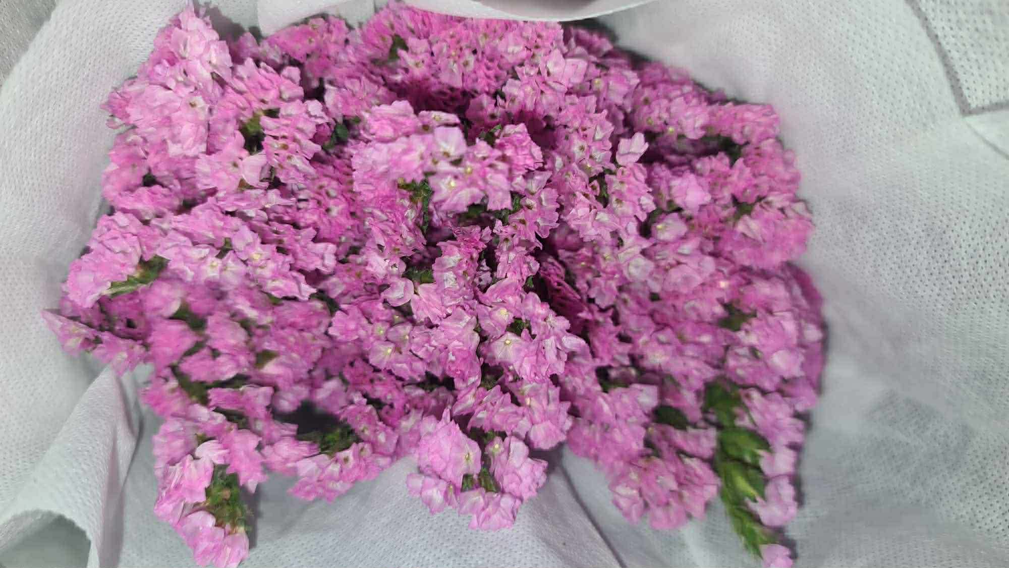 Sea Lavender - Pink