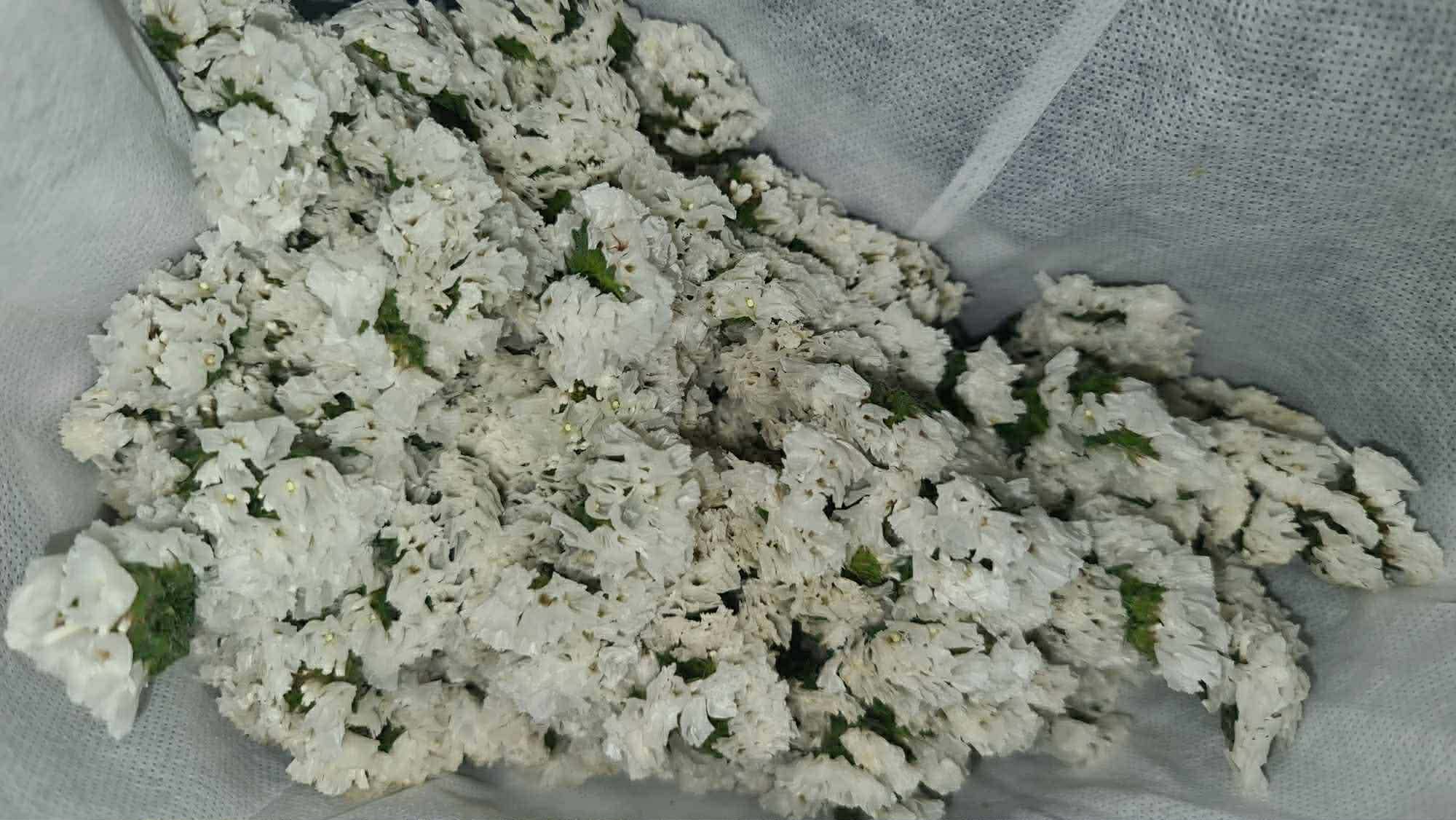 Sea Lavender - White