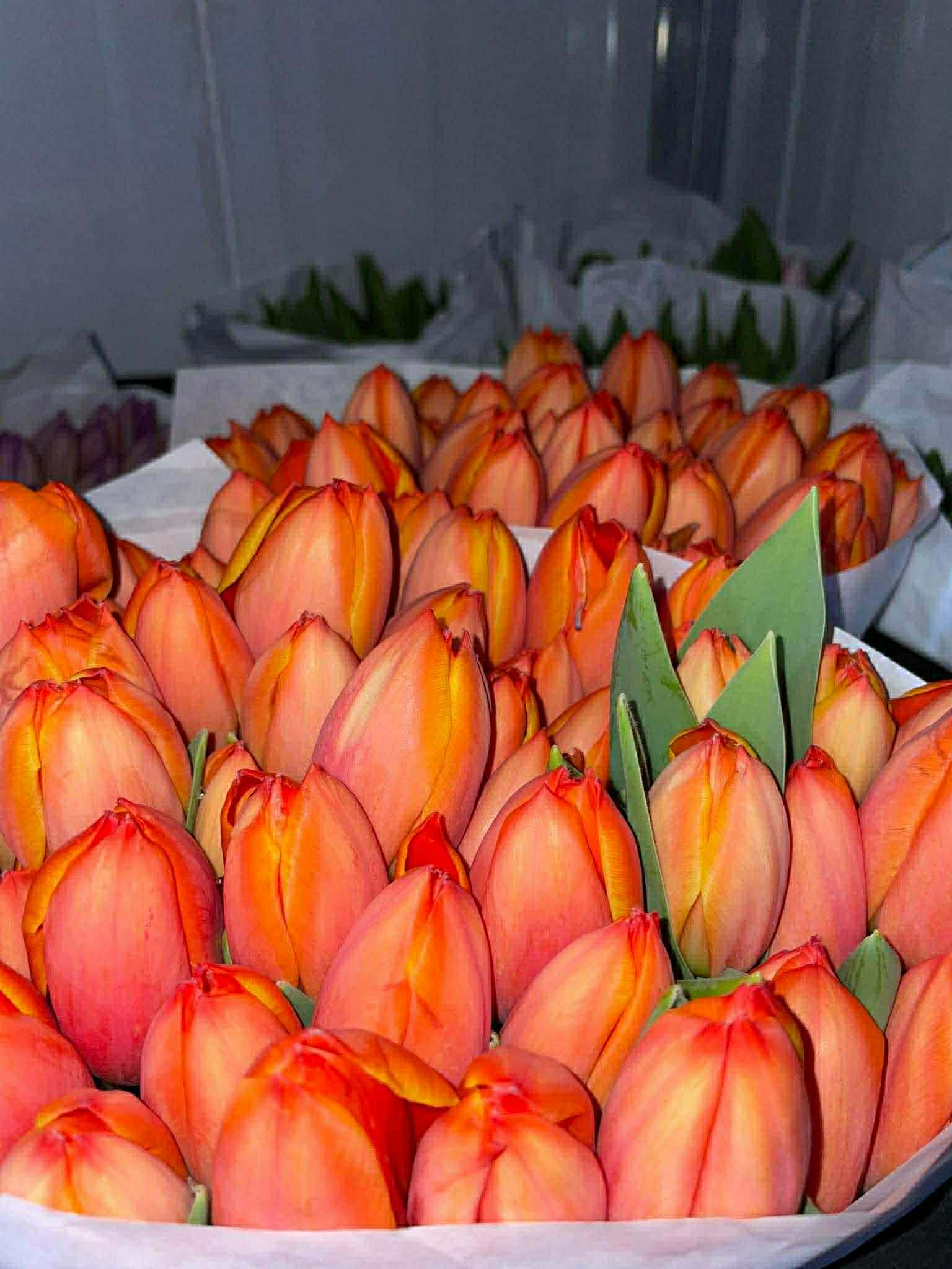 Tulip - Orange