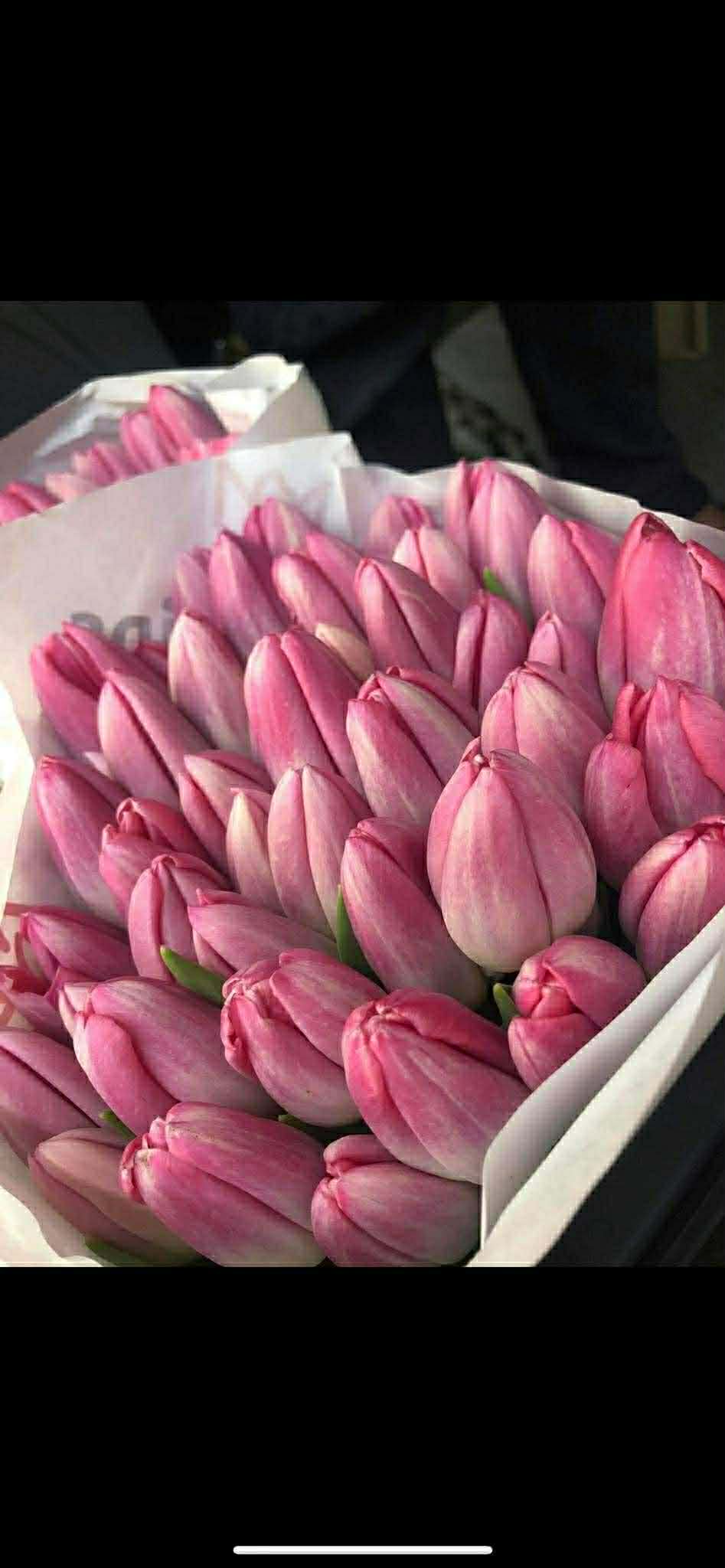 Tulip - Pink