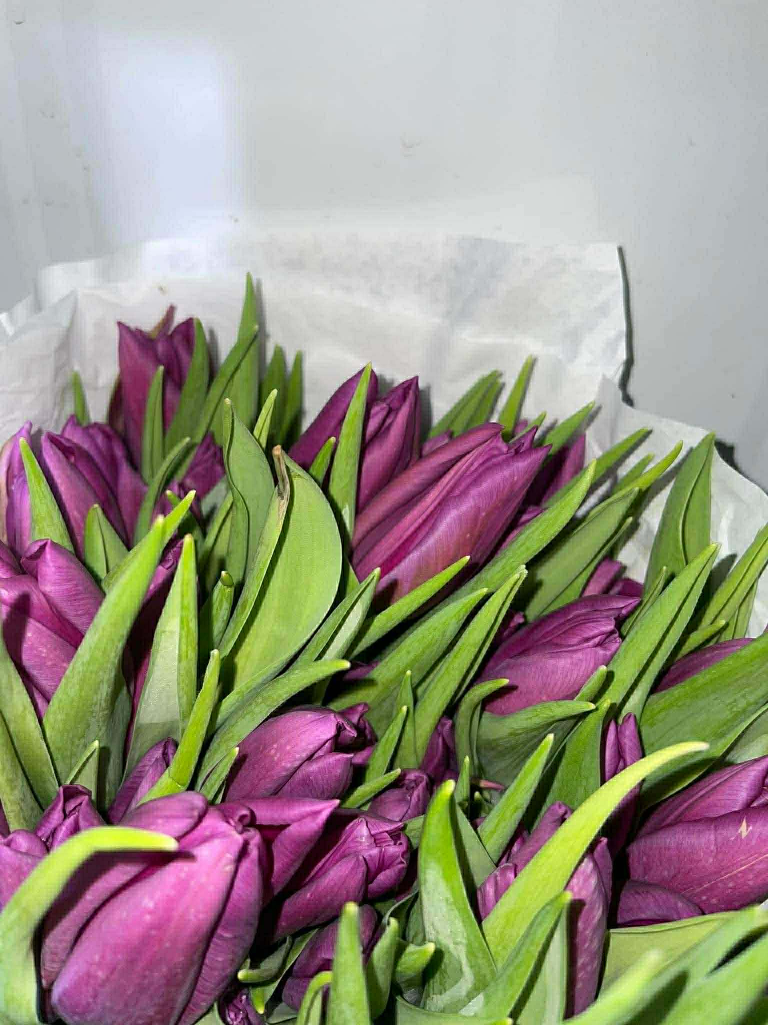 Tulip - Purple