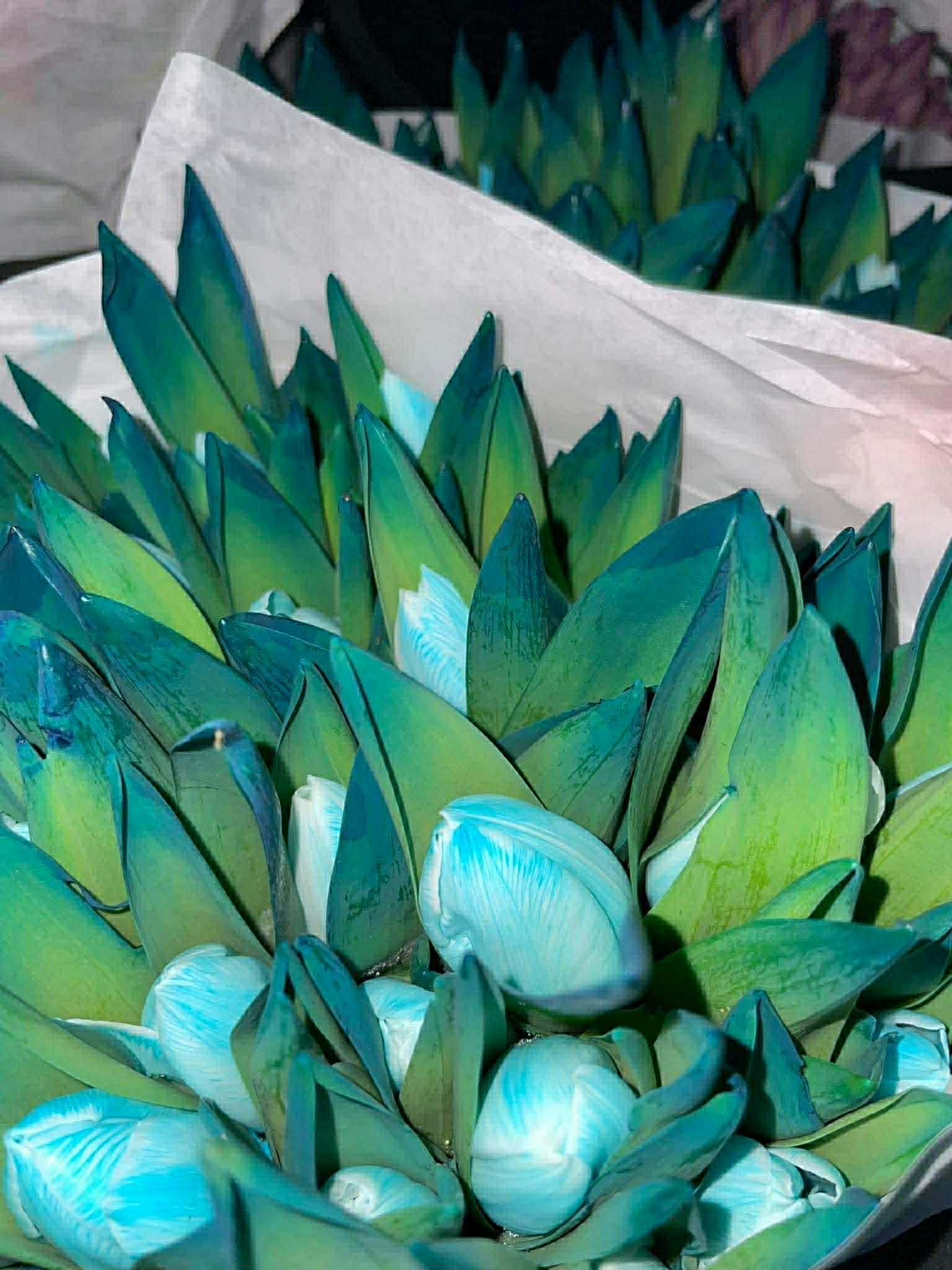 Tulip - Teal