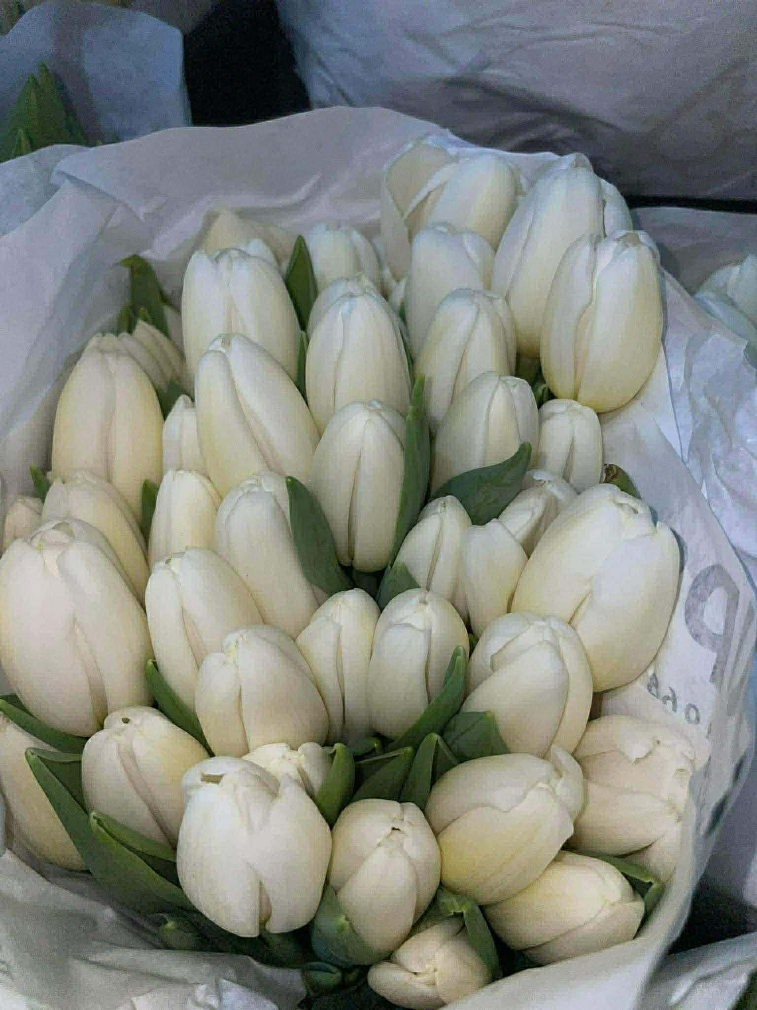 Tulip - White