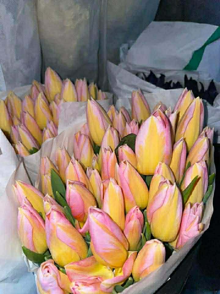 Tulip - Yellow